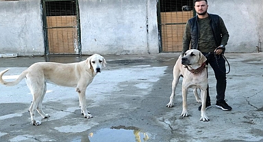 Avrupa ülkelerinden talep gören saf ırk köpekler, Türkiye'de yetiştiriliyor