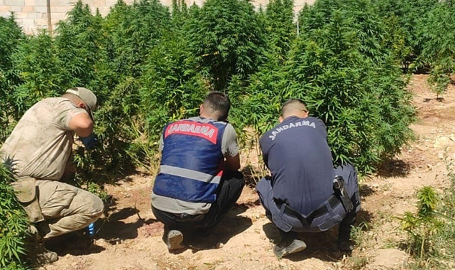 Birecik'te evinin bahçesine kenevir eken kadın gözaltına alındı