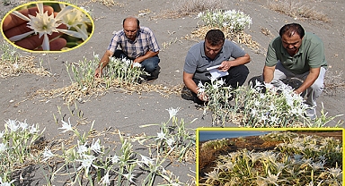 Cezası 244 bin TL: Bu çiçeği sakın koparmayın