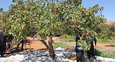 Dolunun vurduğu fıstık bahçelerinde hasat başladı