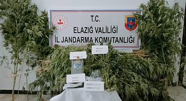Elazığ’da 186 kök kenevir ele geçirildi