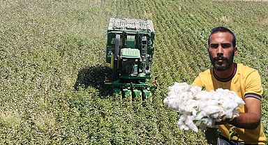 Enkaz kentinde 'beyaz altın' hasadı başladı