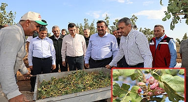 Fıstığın başkentinde Şanlıurfa'da, hasat heyecanı