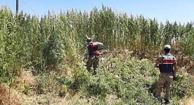 Jandarmadan uyuşturucu operasyonu