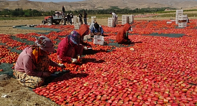 Kurutmalık domateste hasat devam ediyor