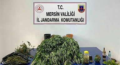Mersin'de esrar ile  kök Hint keneviri ele geçirildi