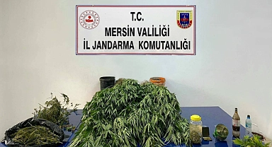 Mersin'de esrar ile  kök Hint keneviri ele geçirildi