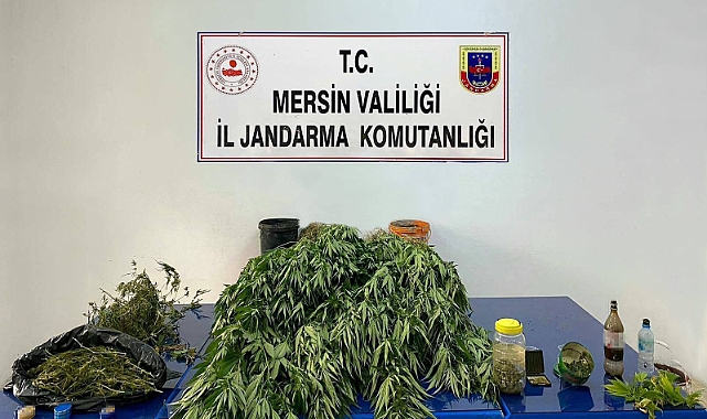 Mersin'de esrar ile  kök Hint keneviri ele geçirildi