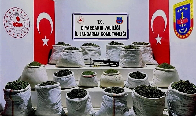 Milyonlarca kök kenevir ve 1,5 ton esrar ele geçirildi
