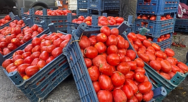 Salçalık domates ve biberler tezgahlarda