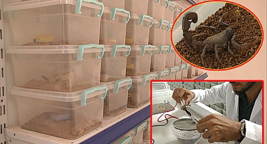 Şanlıurfa'da akrep çiftliği dünyaya açılıyor