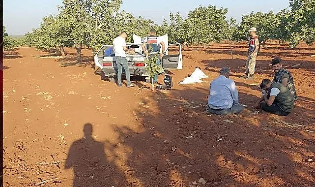Şanlıurfa'da fıstık bahçesinde hırsızlık