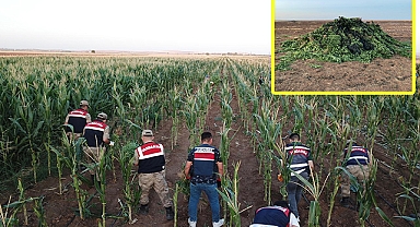 Şanlıurfa'da mısır tarlasında 160 bin kök kenevir bitkisi bulundu