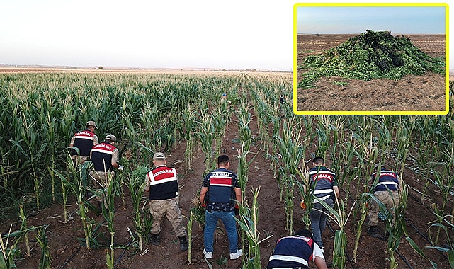 Şanlıurfa'da mısır tarlasında 160 bin kök kenevir bitkisi bulundu