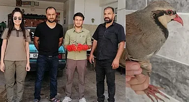 Şanlıurfa'da yaralı halde bulunan kınalı keklik bulundu