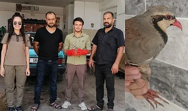 Şanlıurfa'da yaralı halde bulunan kınalı keklik bulundu