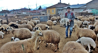 TÜİK, Hayvansal üretim İstatistiklerini açıkladı