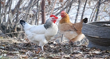 TÜİK, tavuk eti üretim oranını açıkladı