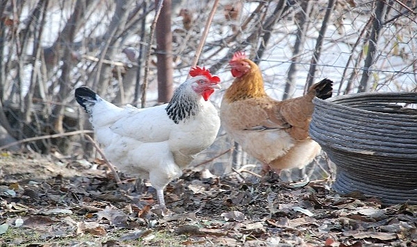 TÜİK, tavuk eti üretim oranını açıkladı