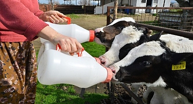 TÜİK, toplanan inek sütü miktarını açıkladı