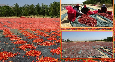 Urfalı işçilerin kurutmalıkları dünya pazarında!