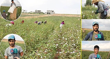 Urfalıların hayalleri pamuk tarlasında çürüyor!