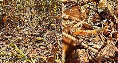 Yaban domuzları mısır tarlasına zarar verdi