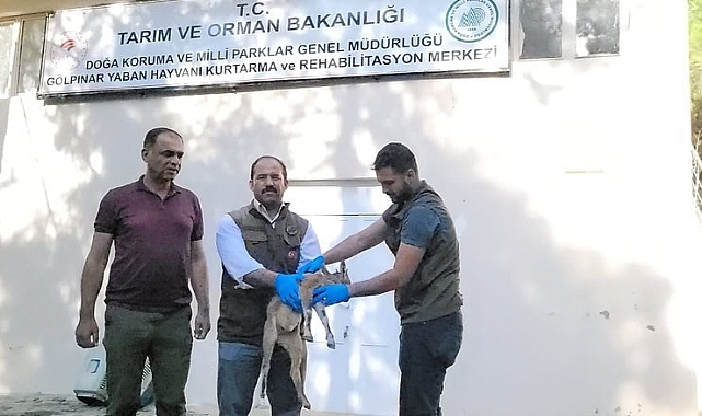 Adıyaman'da bulundu, Şanlıurfa'ya getirildi