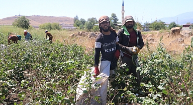 Depremzede tarım işçilerinin zorlu pamuk mesaisi