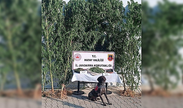 Jandarmadan uyuşturucu operasyonu