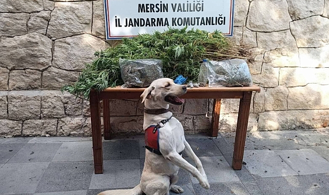 Mersin'de uyuşturucu operasyonu