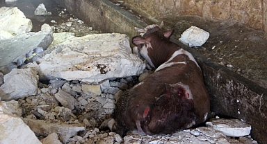 Şanlıurfa'da dev mağarada tavan çöktü: Büyükbaş hayvanlar telef oldu