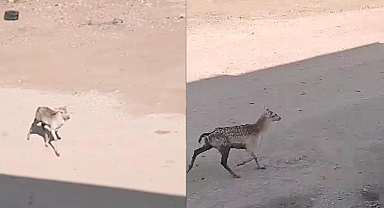 Şanlıurfa’da ilk defa Alageyik görüldü