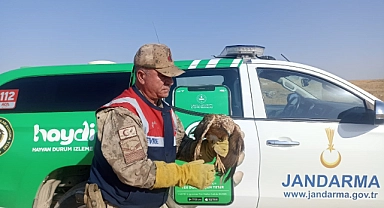 Şanlıurfa'da yaralı Kızıl Şahin tedavi altına alındı