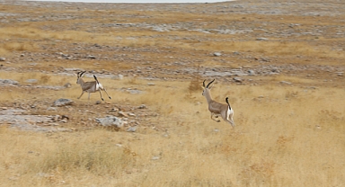 Şanlıurfa’da yetiştirilen 20 ceylan doğaya salındı