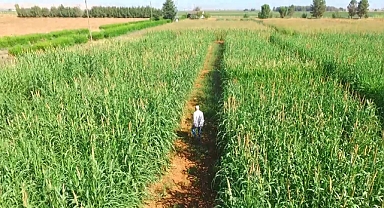 Şanlıurfa'nın yeni gözdesi,'İnci darısı' alternatif ürün oluyor