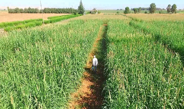 Şanlıurfa'nın yeni gözdesi,'İnci darısı' alternatif ürün oluyor