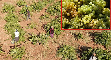 Sıcak havanın rekolteyi etkilediği üzümün tarla fiyatı: 12 TL