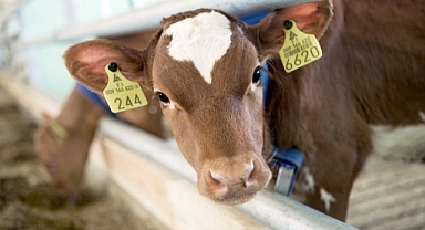 Bazı ahır hayvanlarının küpeleme ve kayıt işlemleri ile ilgili değişikliğe gidildi