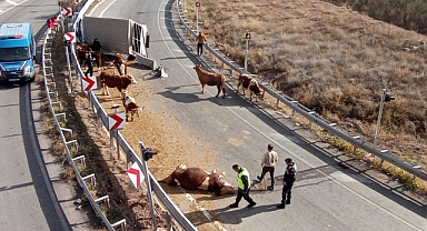 Büyükbaş hayvanları taşıyan kamyonet devrildi, sürücü yaralanırken, 1 hayvan telef oldu