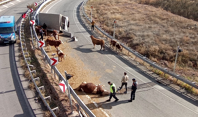 Büyükbaş hayvanları taşıyan kamyonet devrildi, sürücü yaralanırken, 1 hayvan telef oldu