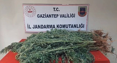 Kaçakçılık ve uyuşturucu operasyonu: 157 gözaltı