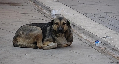 Kuduz hastalığına dikkat! Uzman uyardı