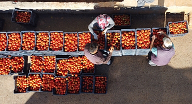 Mersin'de örtü altı domateste hasat başladı