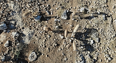 Şanlıurfa’da 20 ceylan doğaya salındı