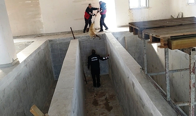Şanlıurfa'da kano havuzuna düşen köpek kurtarıldı