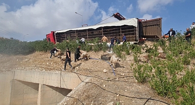 Şanlıurfa’da koyun yüklü tır devrildi: 80 koyun telef oldu
