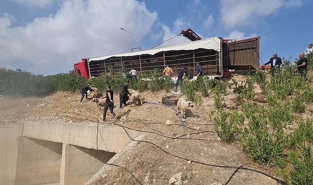 Şanlıurfa’da koyun yüklü tır devrildi: 80 koyun telef oldu
