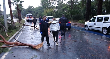 Servis otobüsünün üzerine çam ağacı devrildi: 7 yaralı