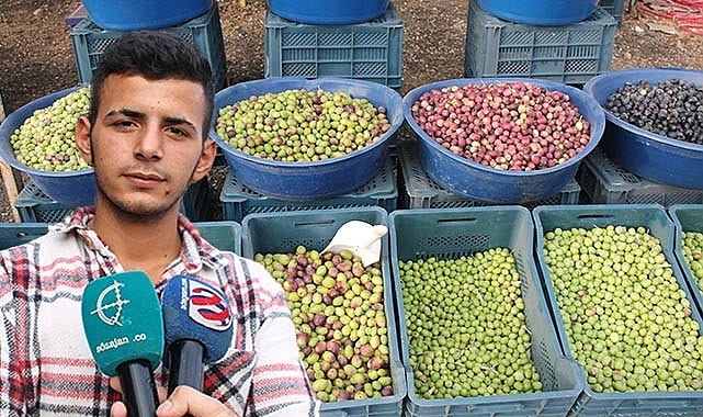 Sofraların vazgeçilmezi zeytin tezgahlarda
